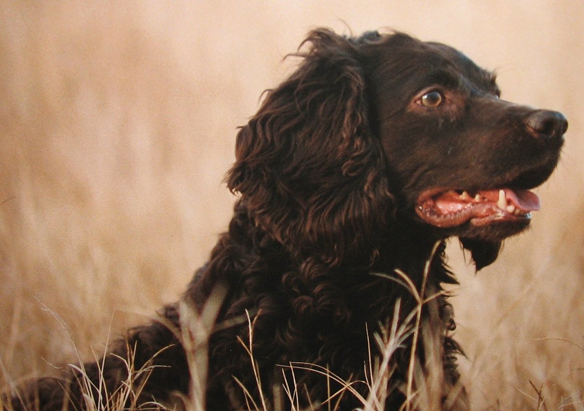 Русский кокер спаниель черный