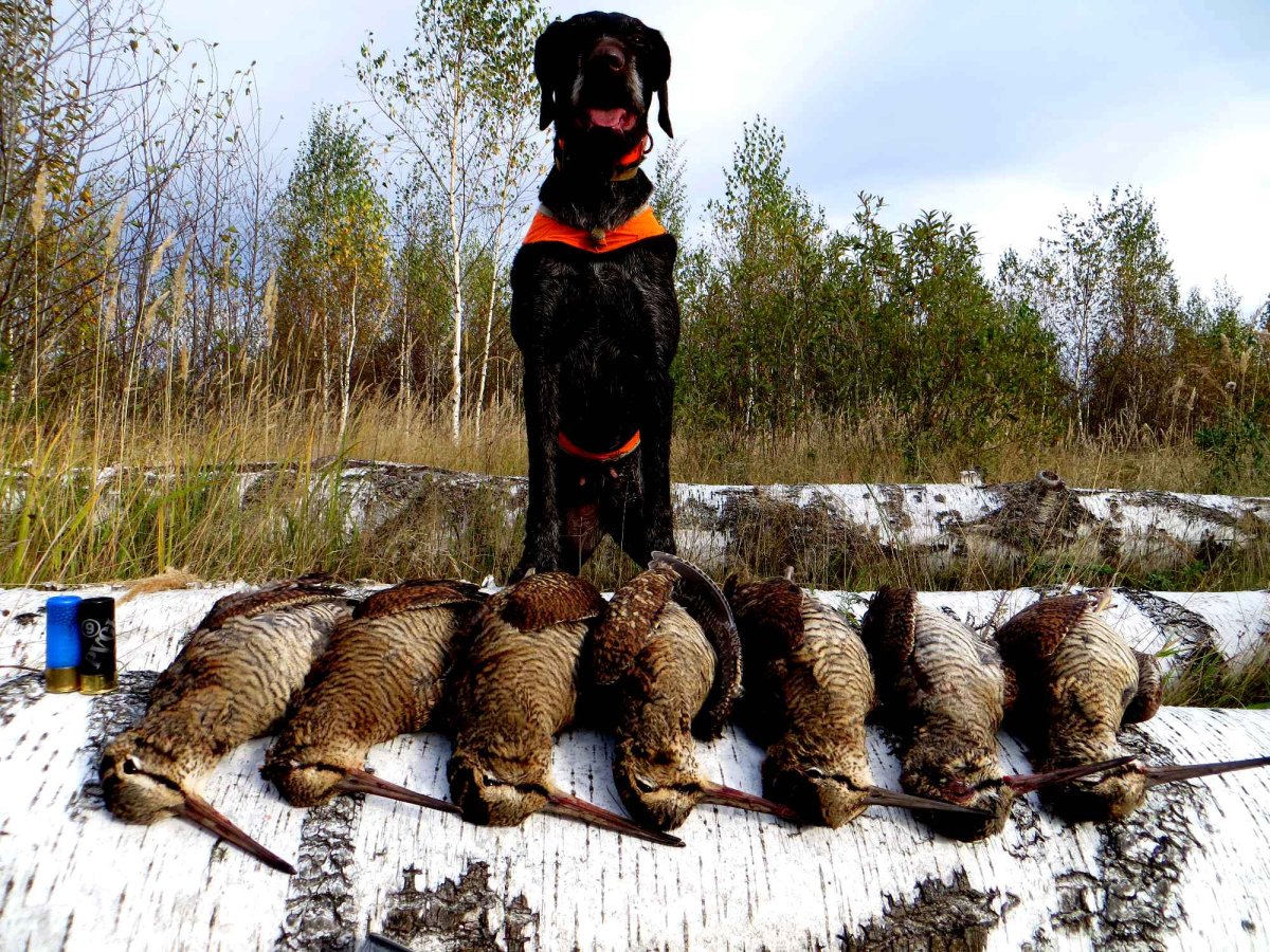 Дратхаар мальчик