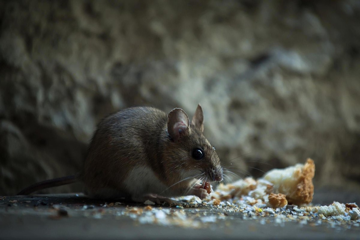 Мышонок в подвале