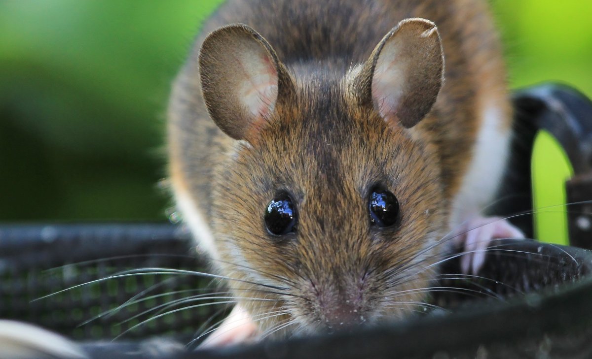 Лесная мышь (Apodemus sylvaticus)