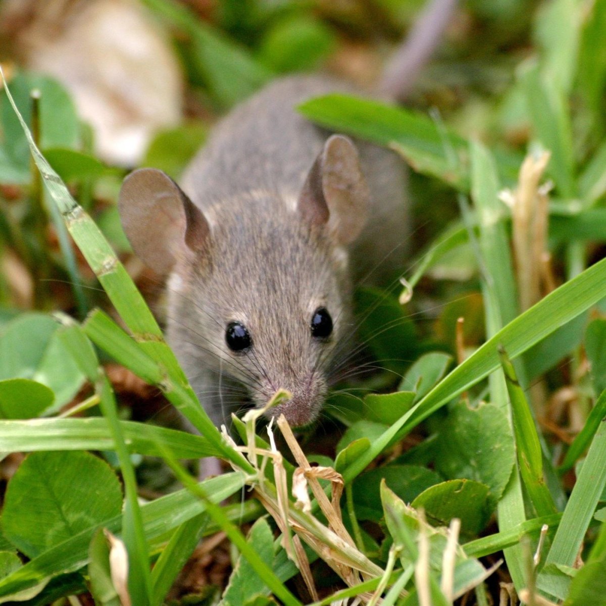 Как выглядит мышь Дикая