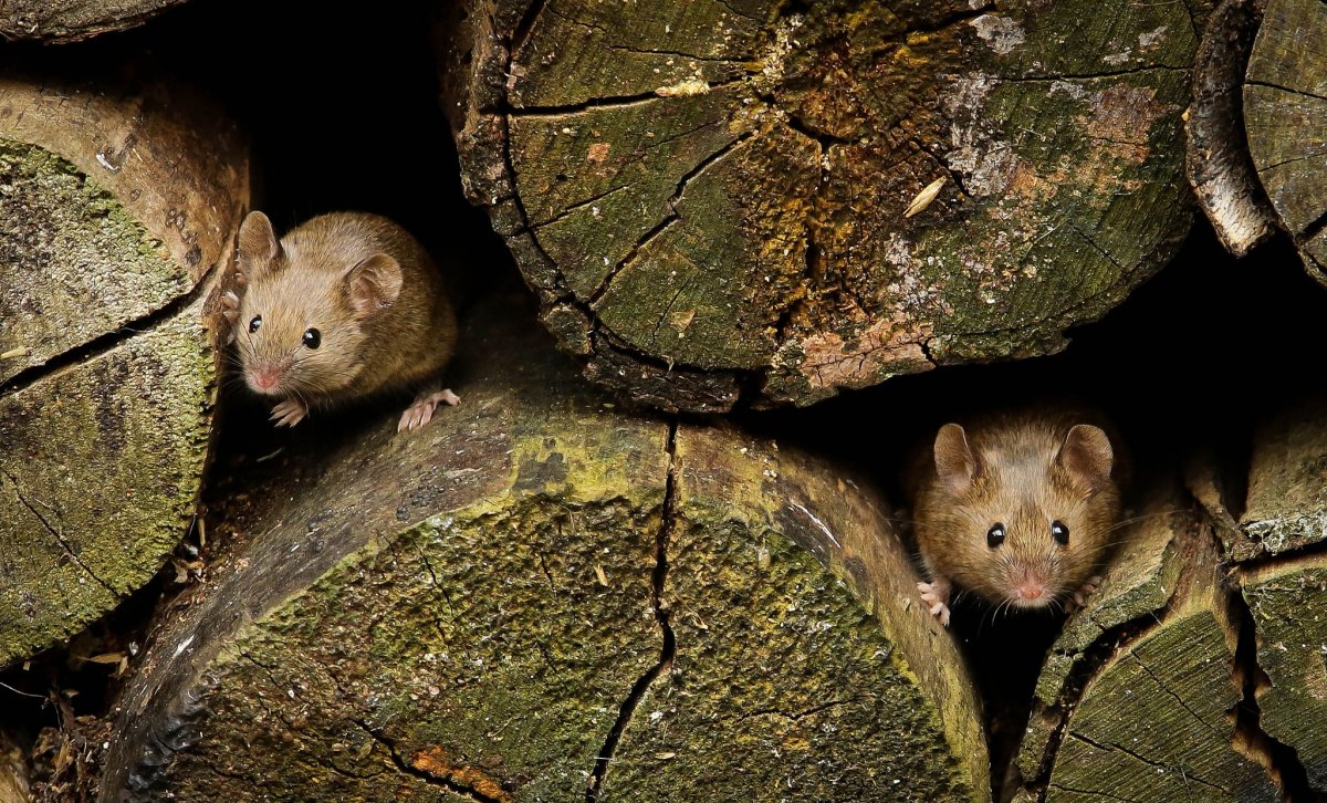 Лазающий мышонок