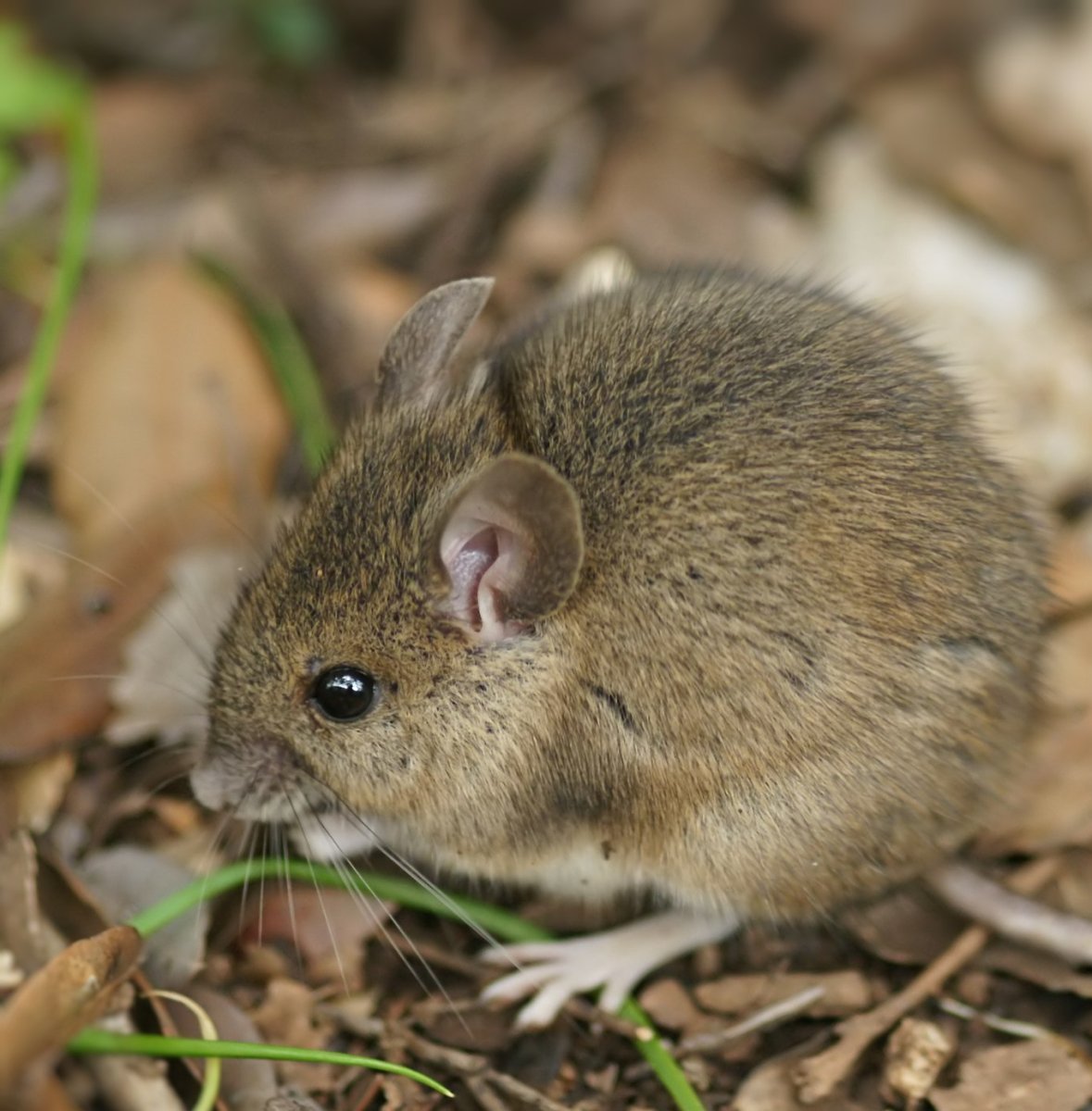 Мышовка Степная – Sicista subtilis