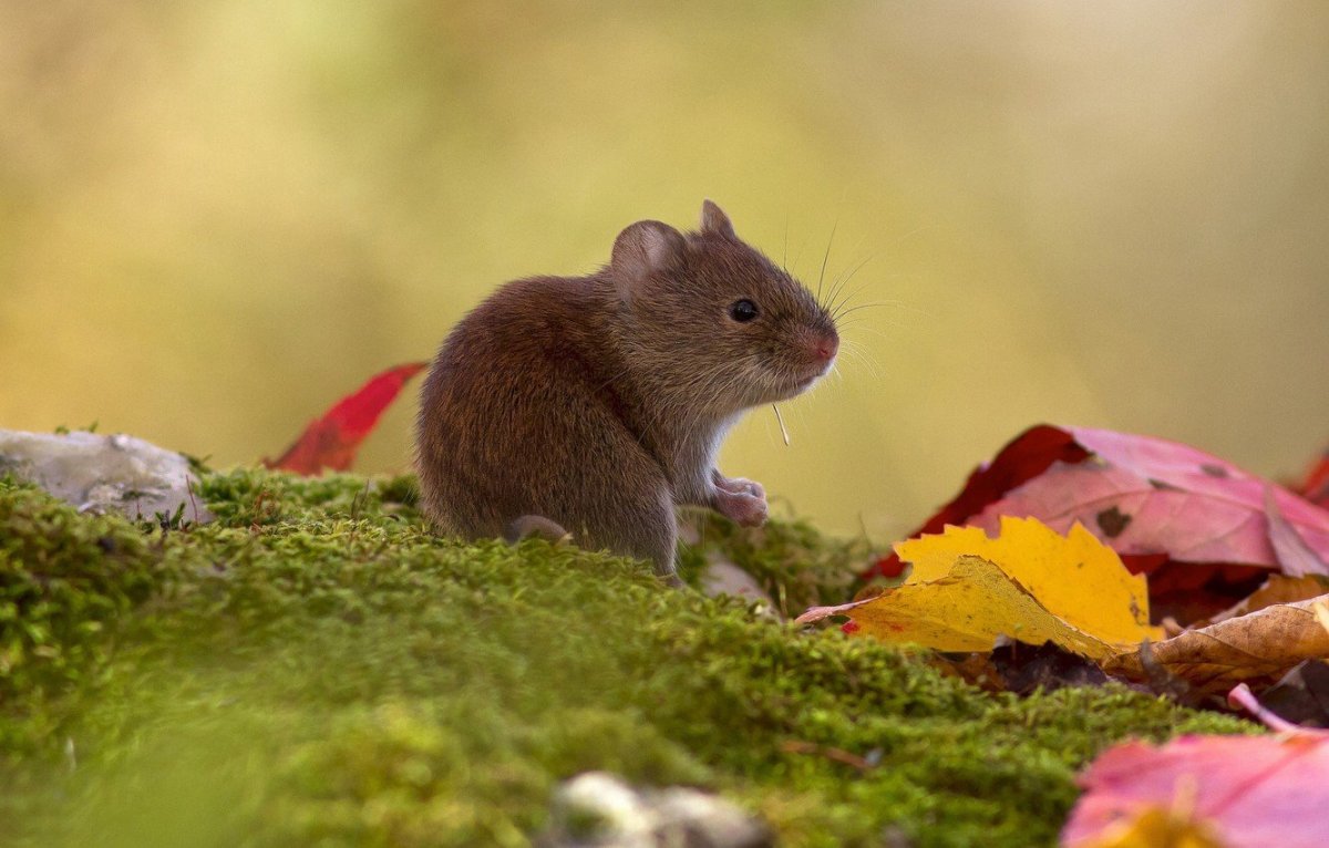 Мышь в осеннем лесу