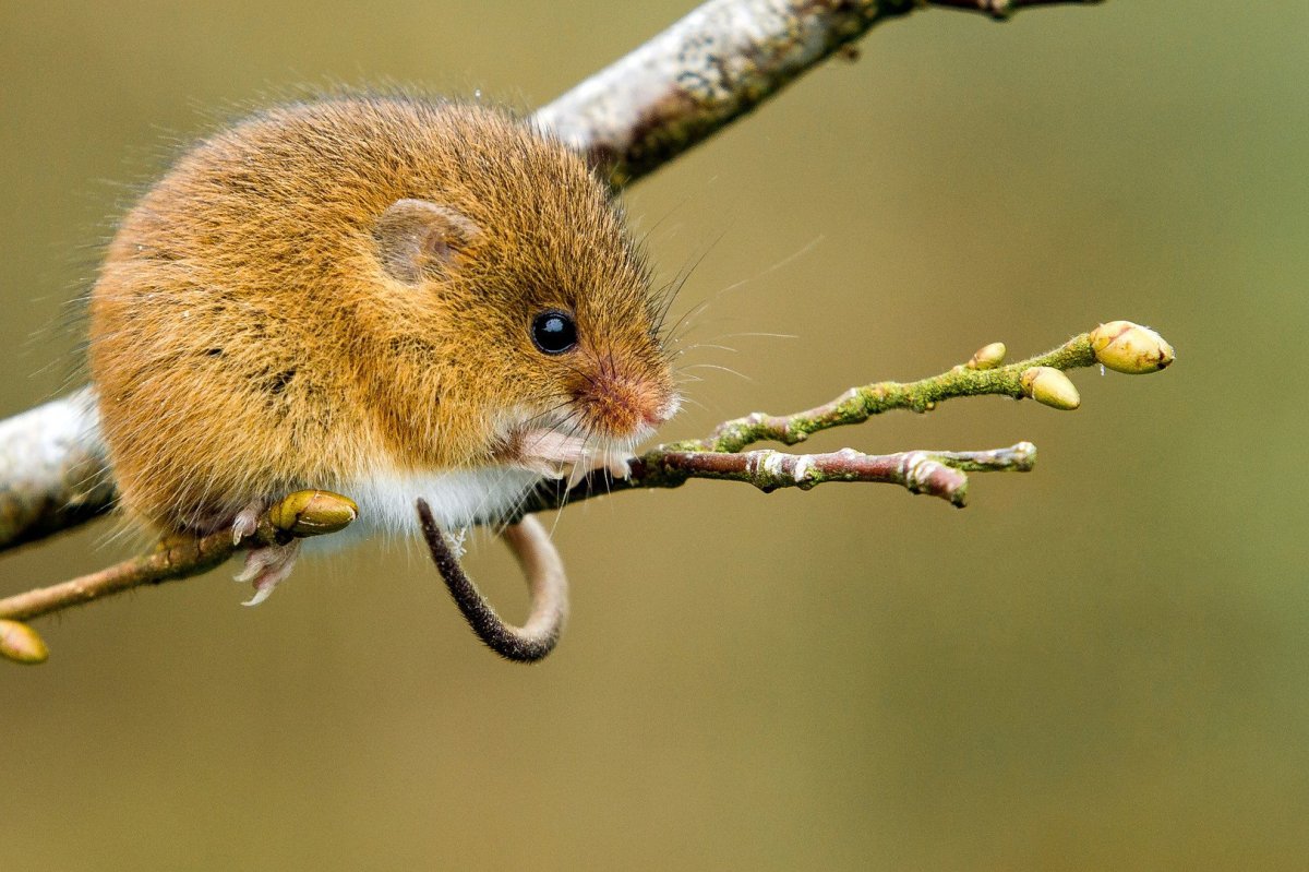 Мышь Малютка полевка