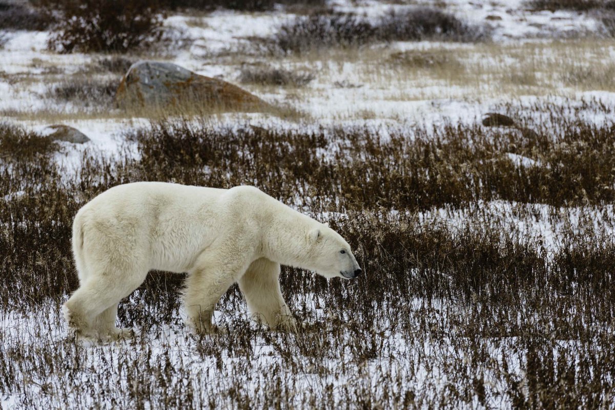 Urs Polar