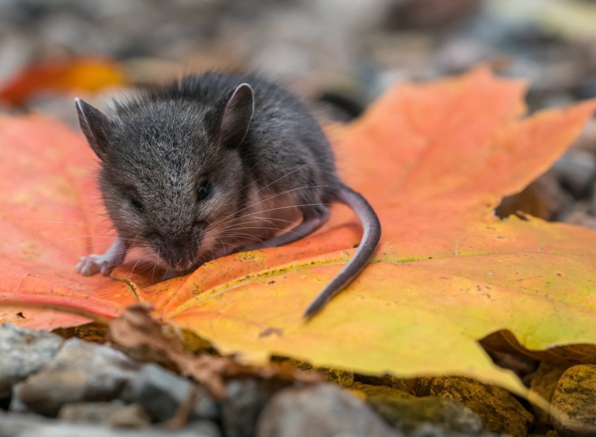 Кавказская мышовка