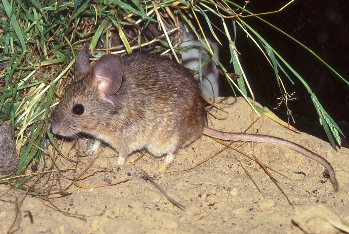 Подотряд Мышеобразные Myomorpha