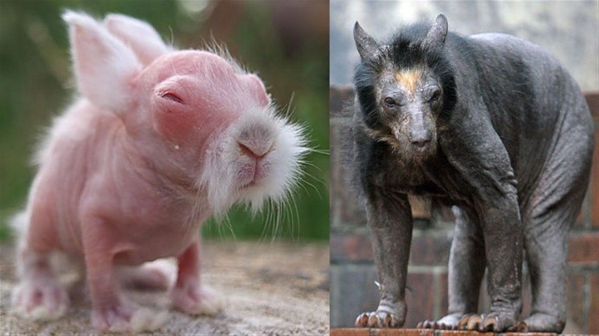 Медведь без шерсти