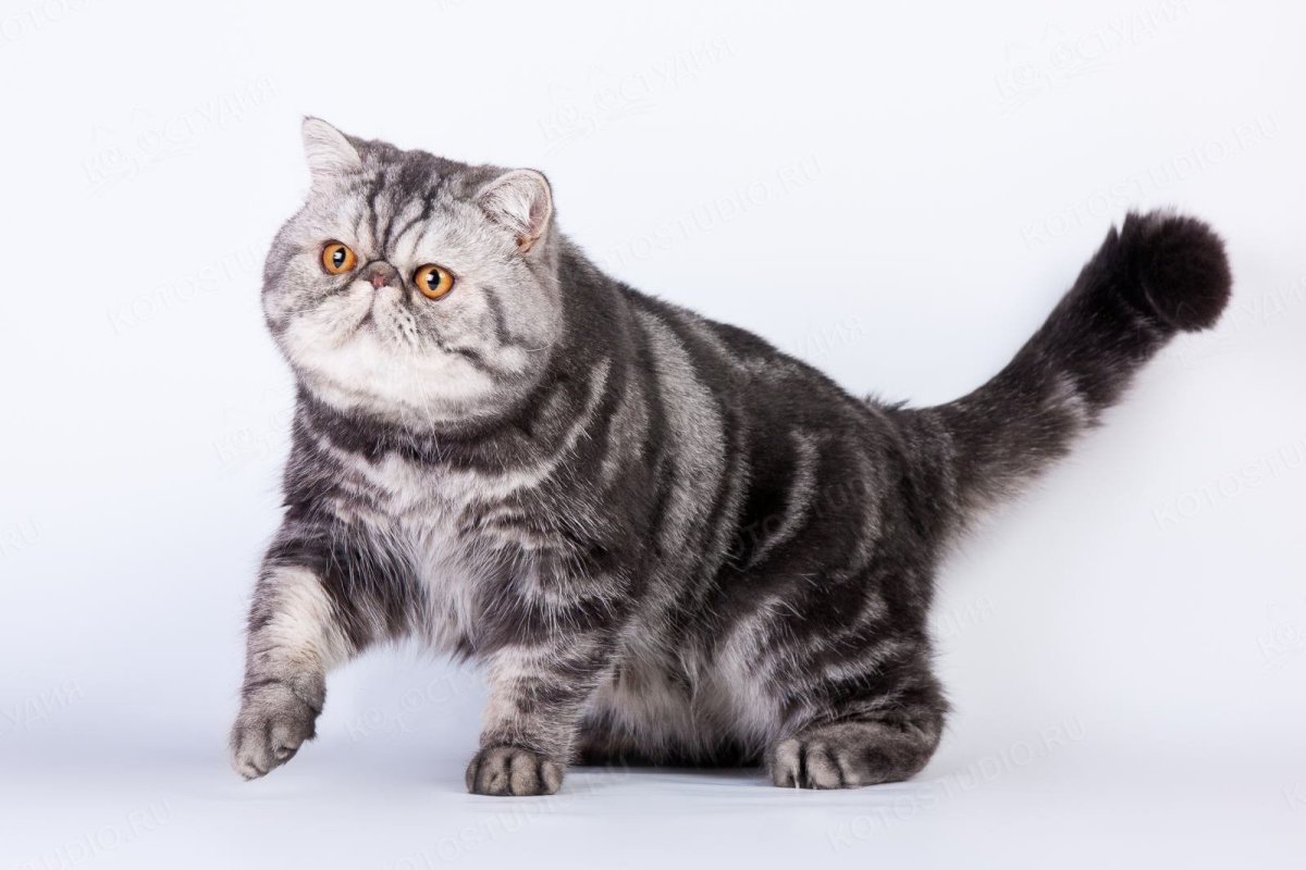 Британская кошка экзот