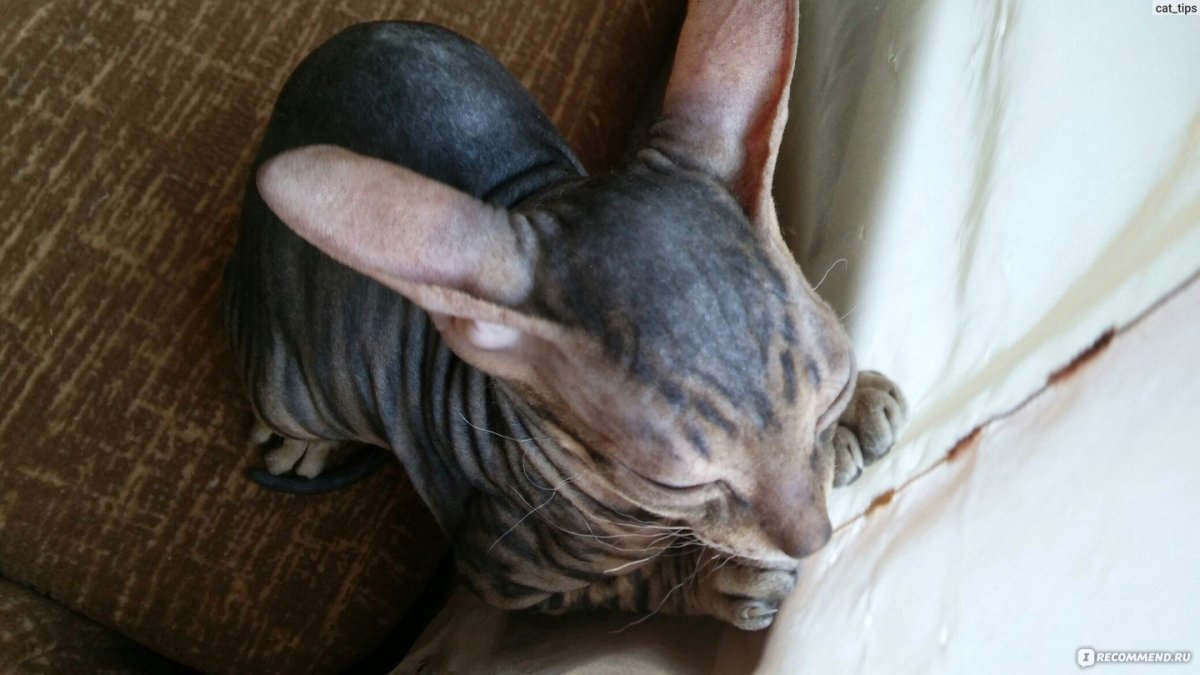 Сфинкс Донской флок велюровый