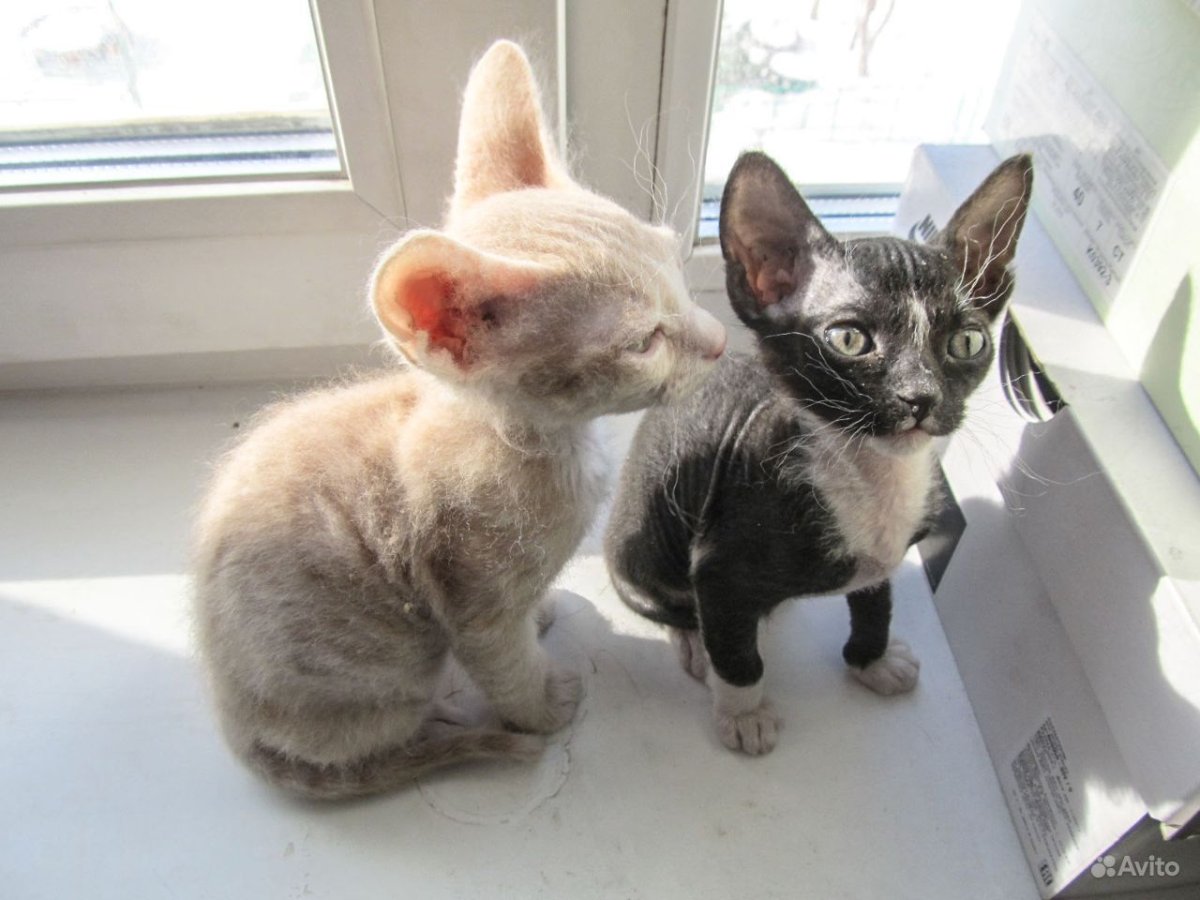 Донской сфинкс голубой табби