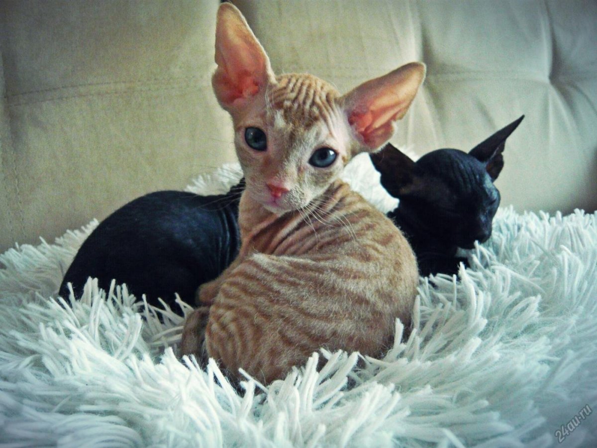 Сфинкс канадский велюровый