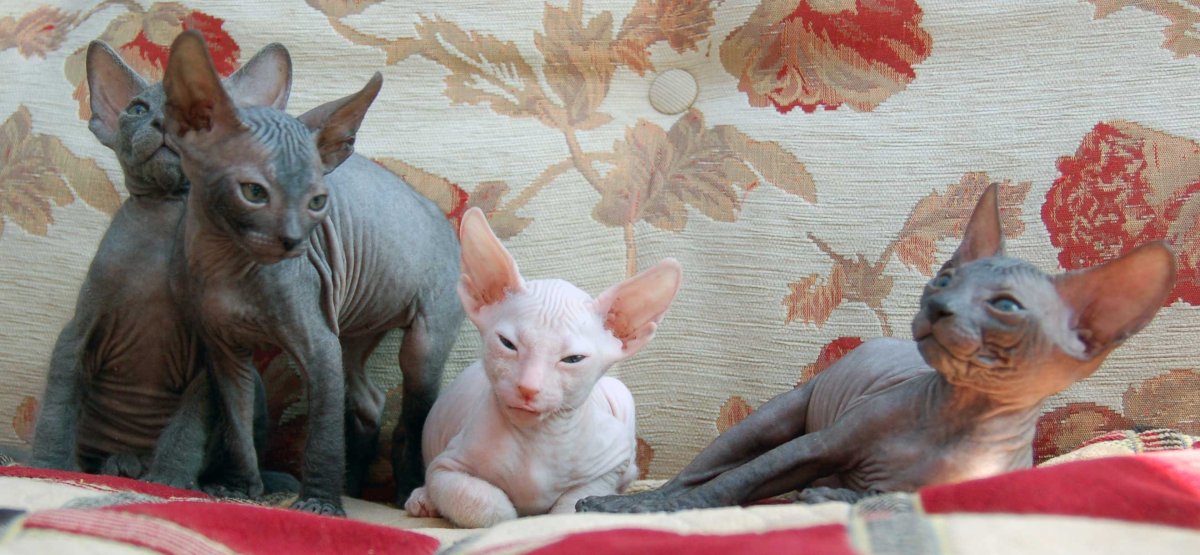 Донской сфинкс флок