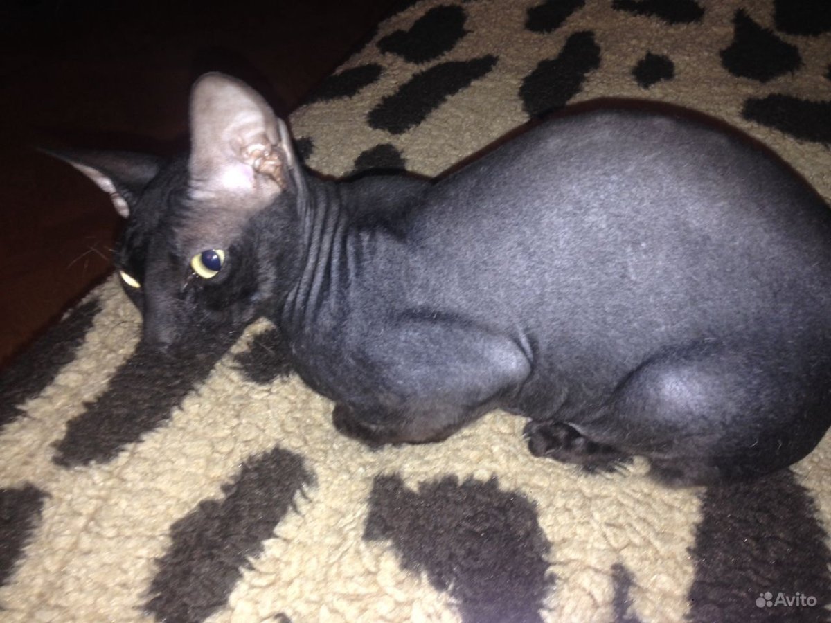 Порода брашевый сфинкс