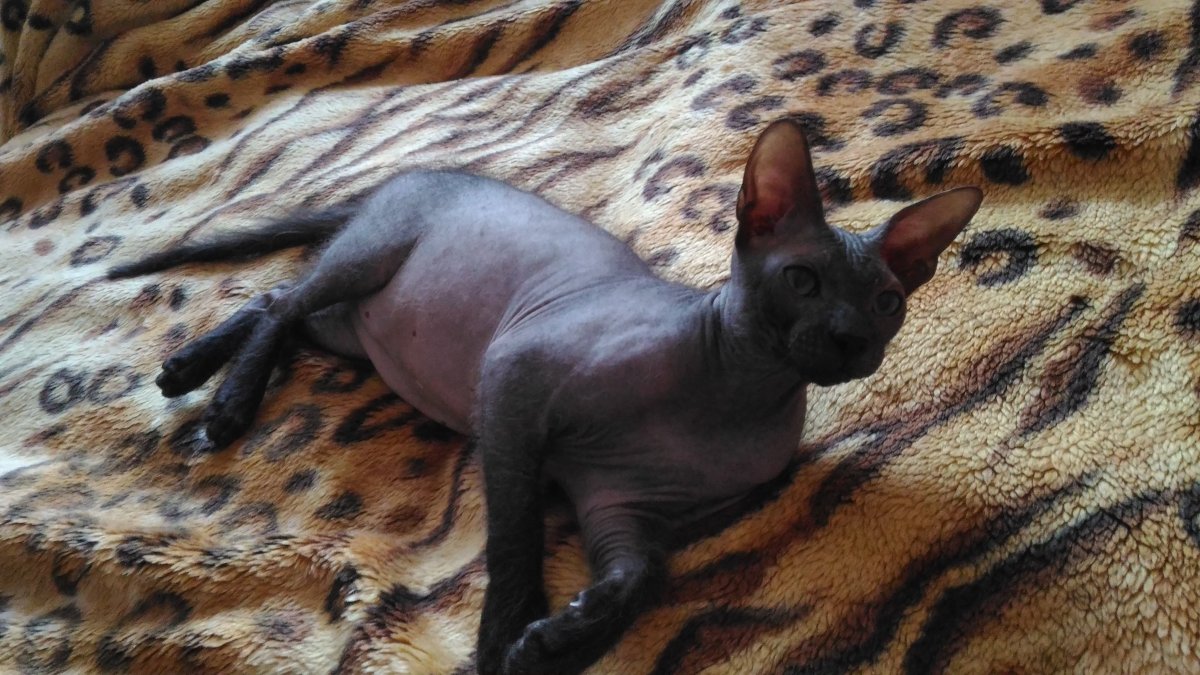 Донской сфинкс рыжий