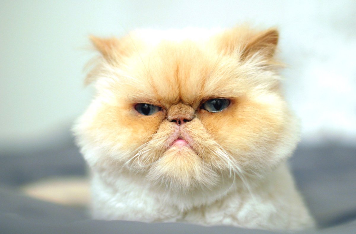 Недовольная порода кошек