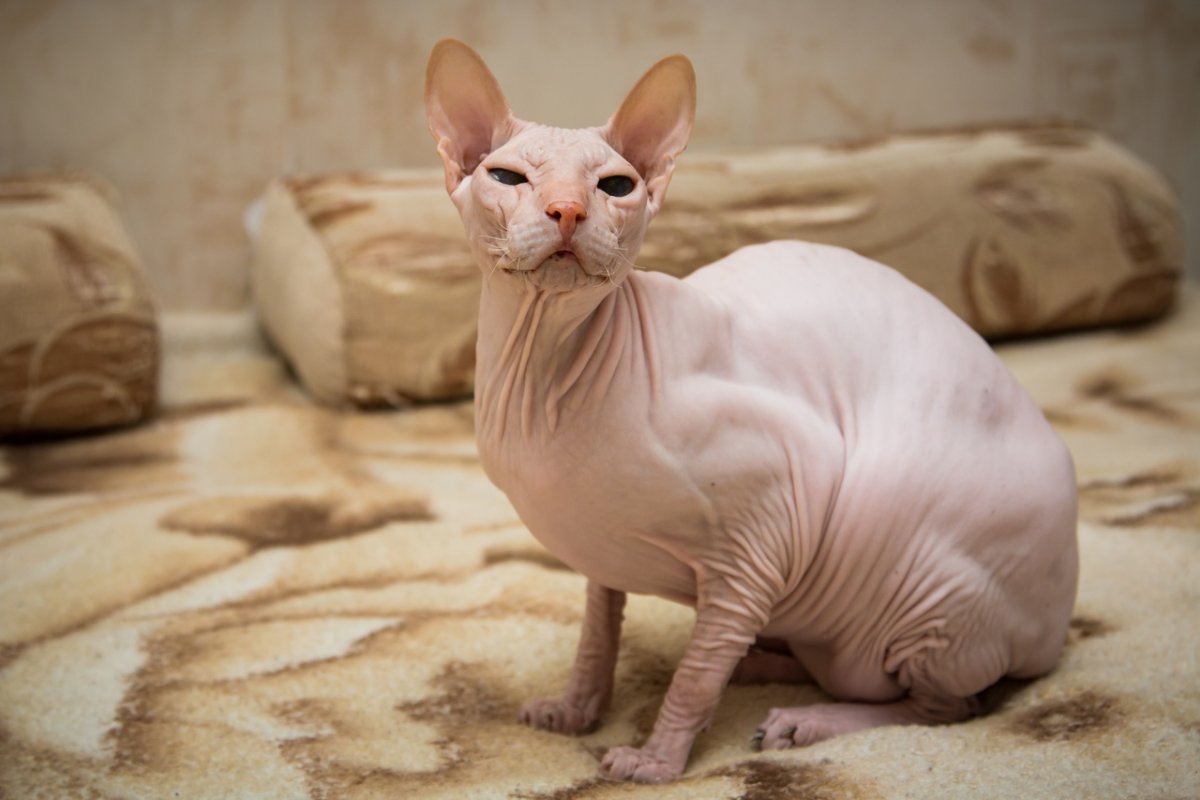 Сфинкс браш сиамский