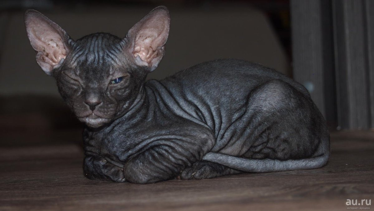 Полосатый канадский сфинкс