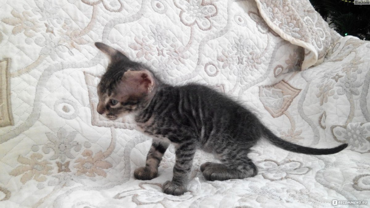 Краснотурьинск котенок браш где взять