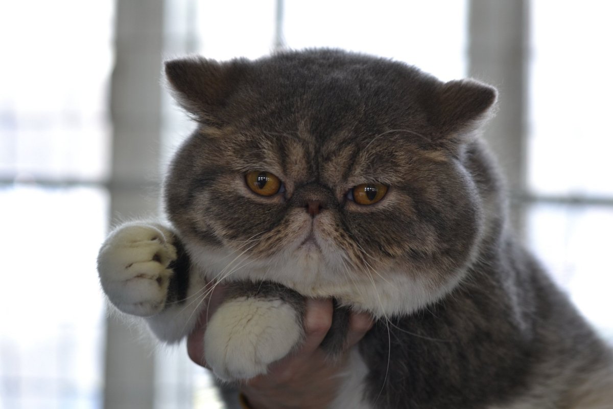 Кот экзот толстый