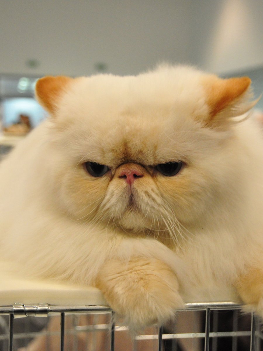 Кот с приплюснутой мордой