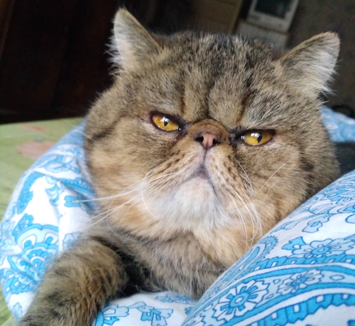 Американский экзот кошка