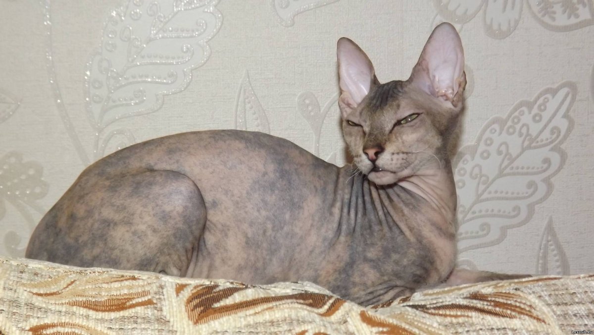 Дальневосточный сфинкс с шерстью