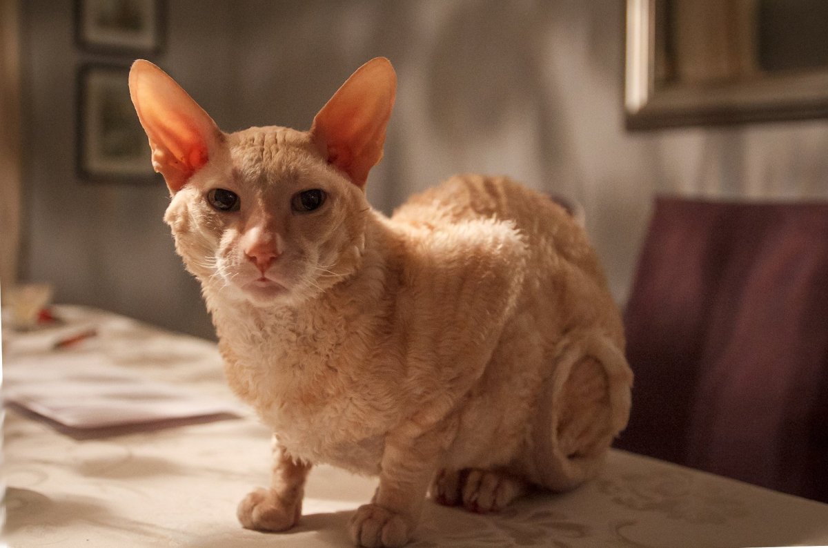 Корниш рекс