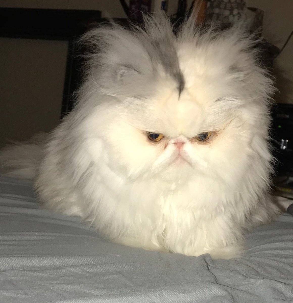 Персидский кот злой