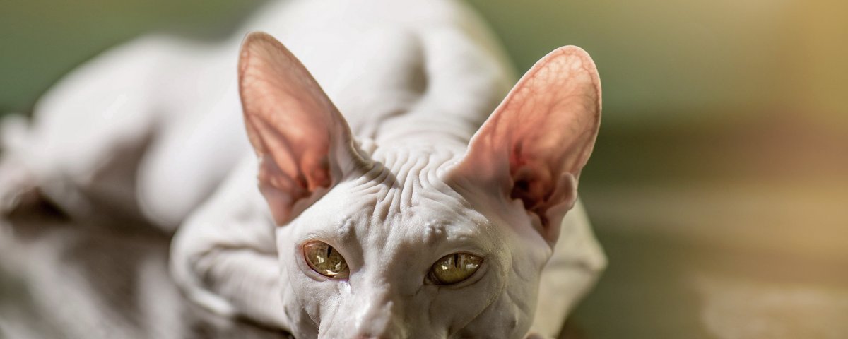 Котята канадского сфинкса браш