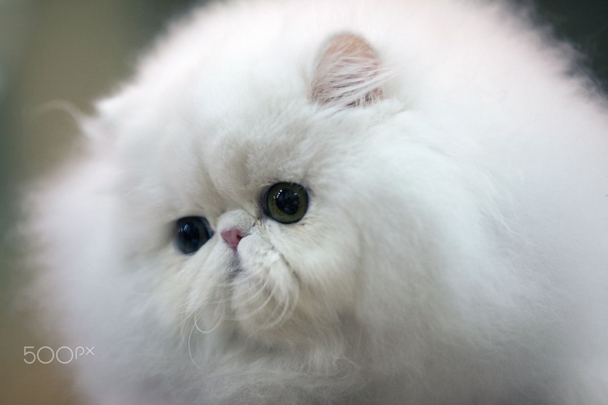 Персидский кот с плоской мордой