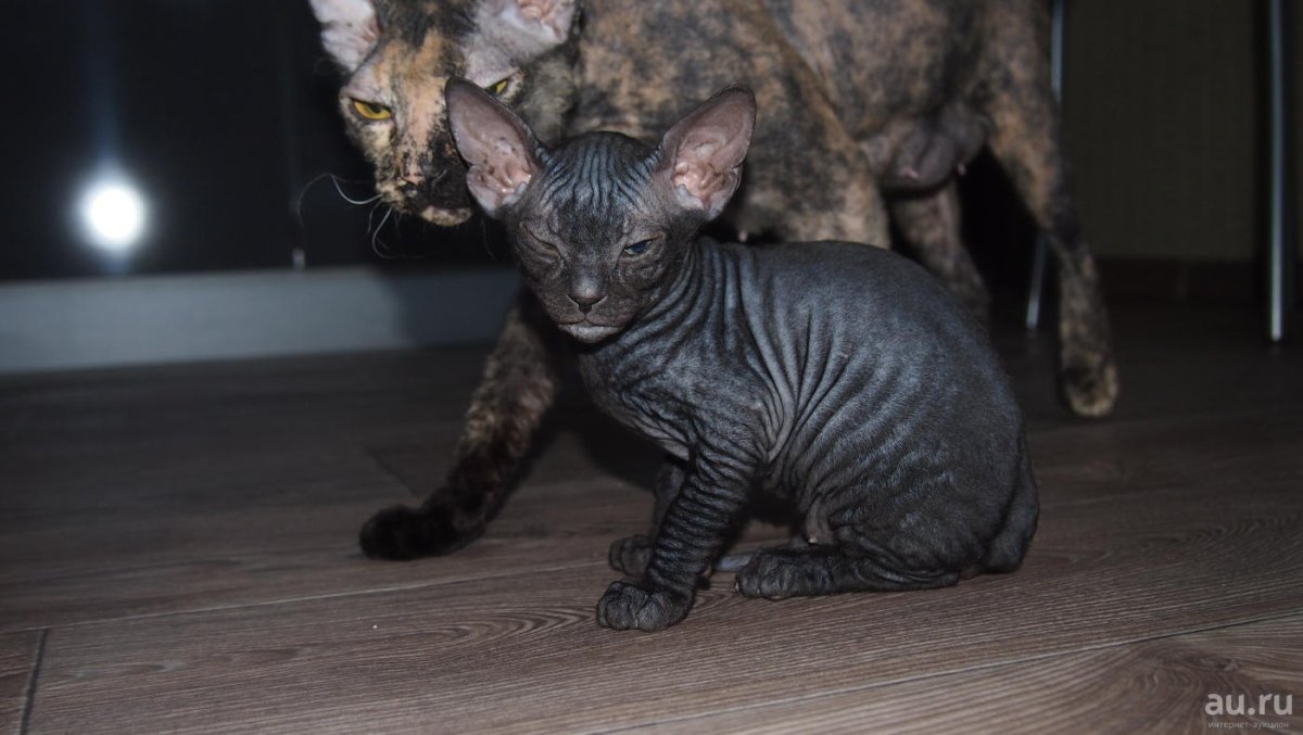 Донской сфинкс браш велюр