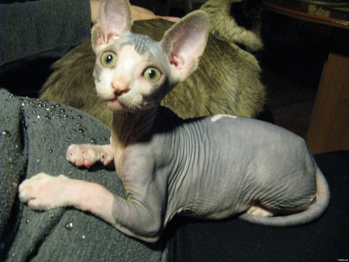 Гипотрихоз (сфинкс-мутация шерсти)