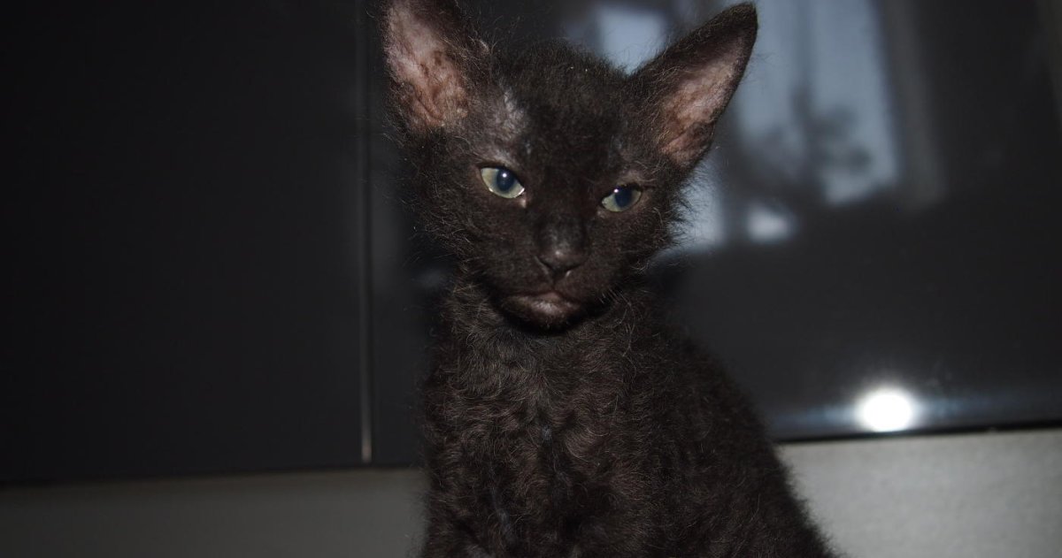 Донской сфинкс браш черный