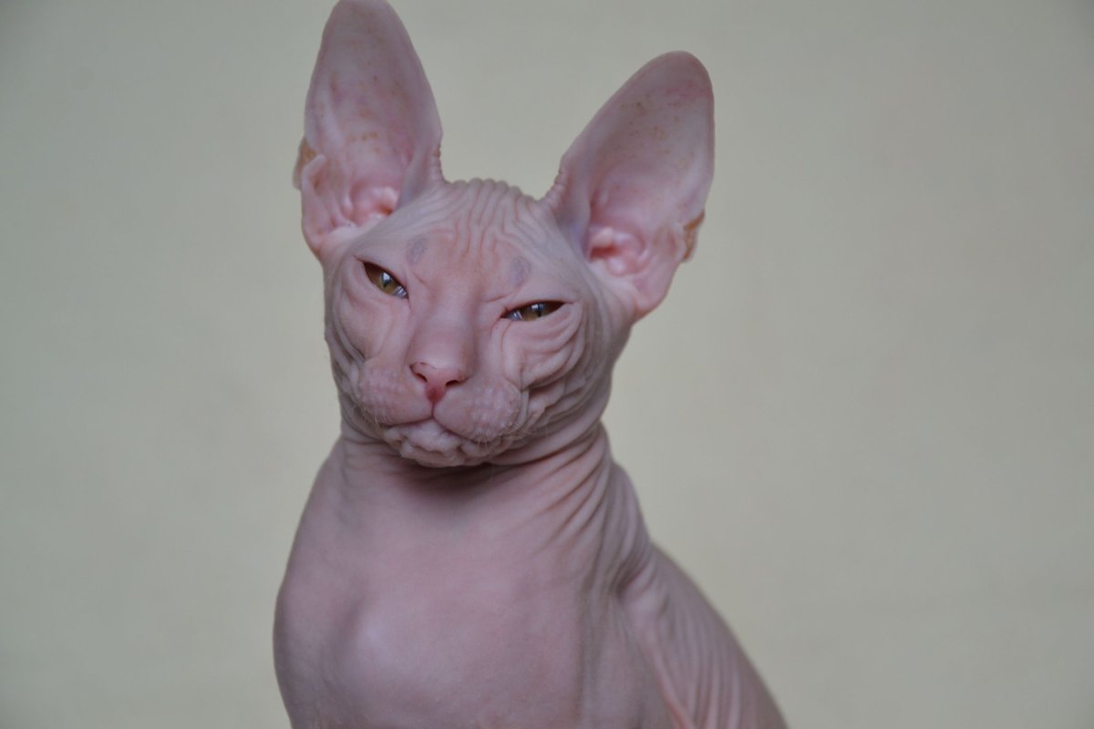 Кот Донской сфинкс