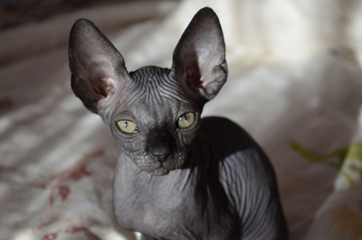 Канадский сфинкс черный