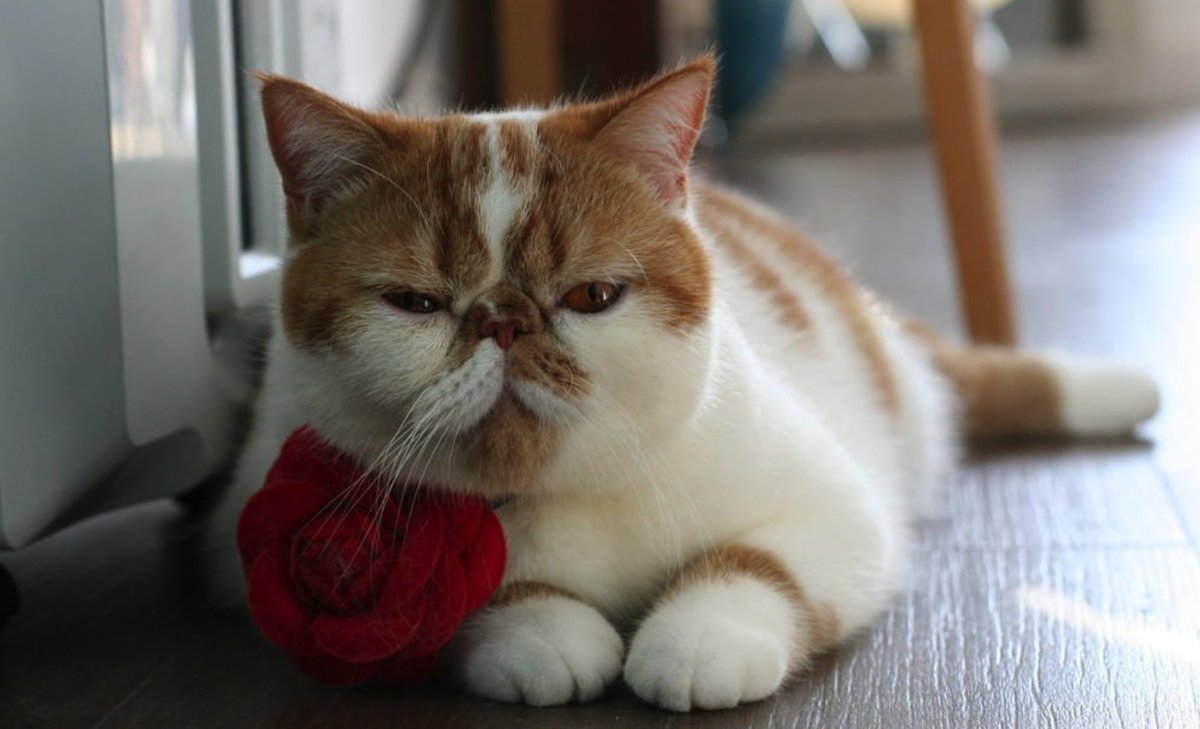 Коты экзоты