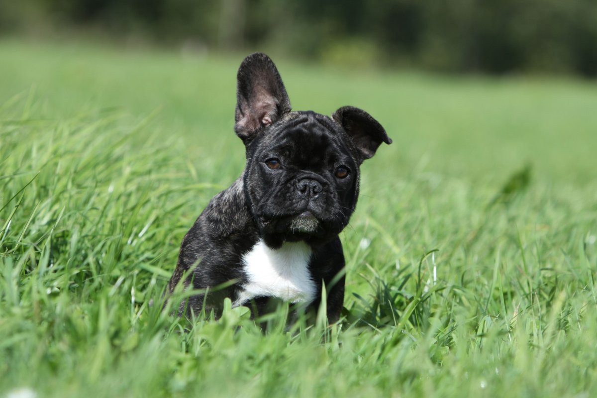 Немецкий бульдог