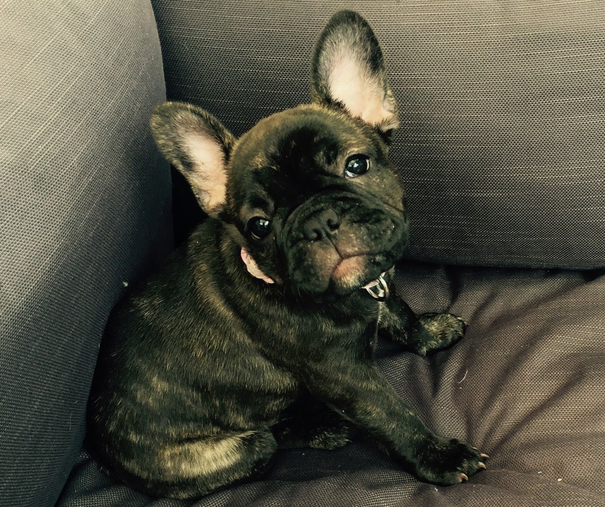 Французский бульдог пятнистый