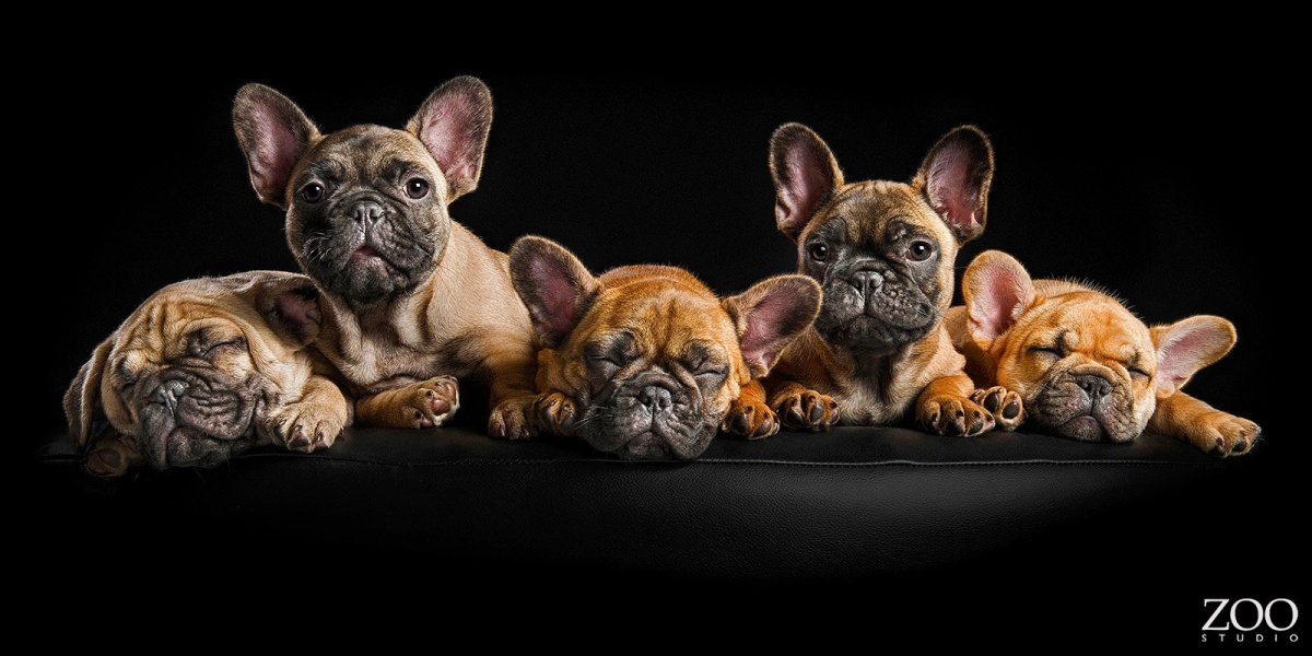 Немецкая овчарка и французский бульдог