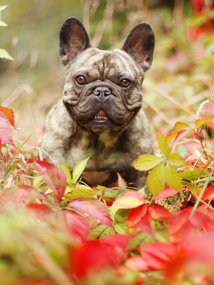 Собака французский бульдог