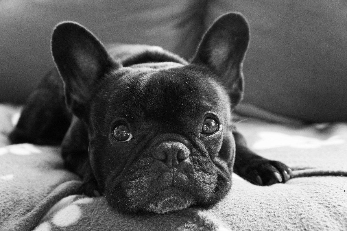 Фр бульдог Жан Луи Грегори