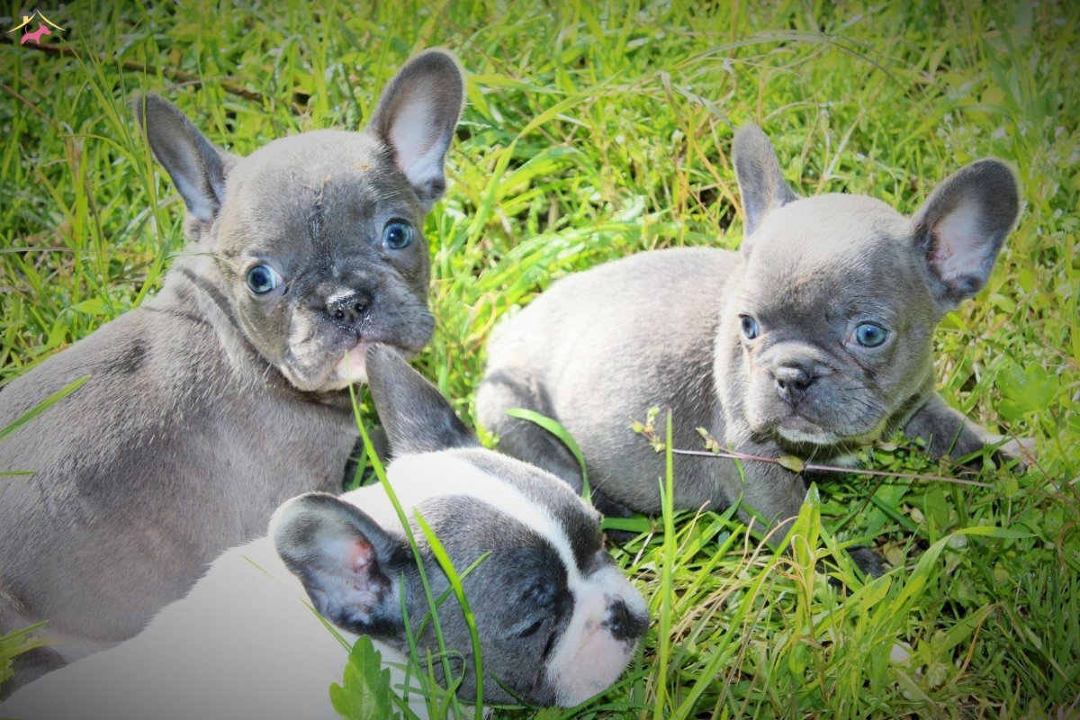 Французский бульдог