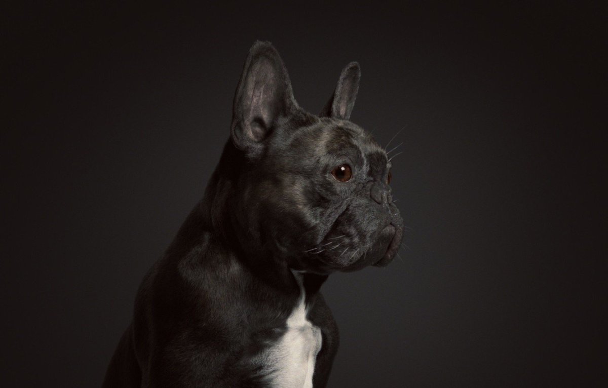 Щенки французского бульдога флаффи