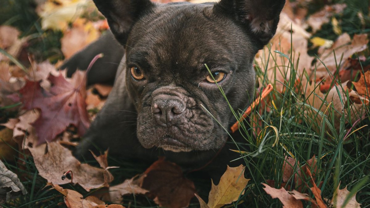 Бульдог в листьях обои на рабочий