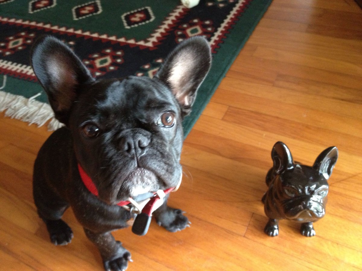 Лохматый французский бульдог