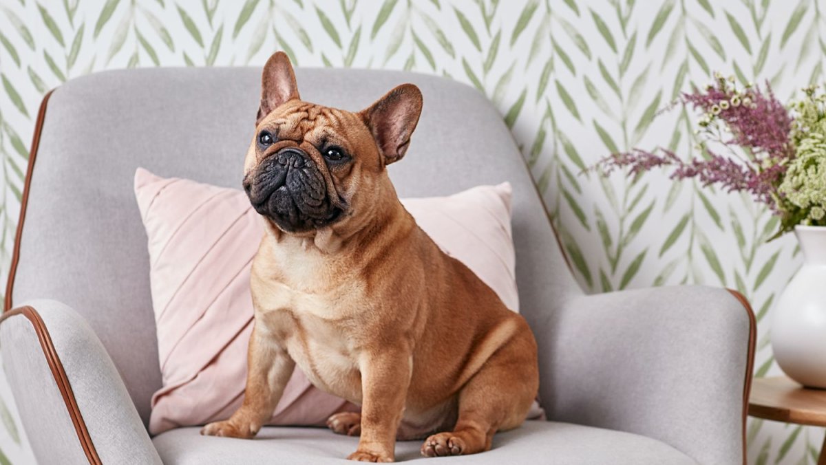 Французский бульдог альбинос