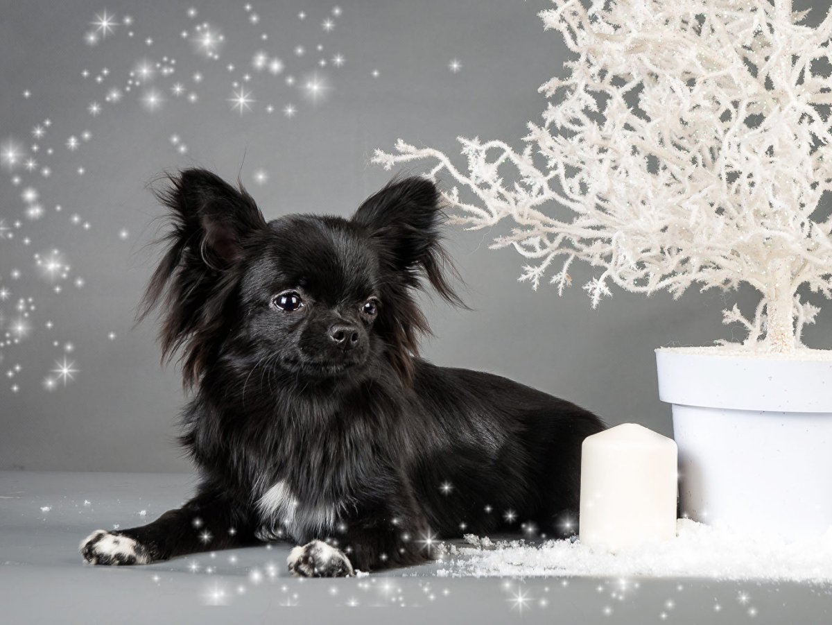 Бульдог французский безумно красивый