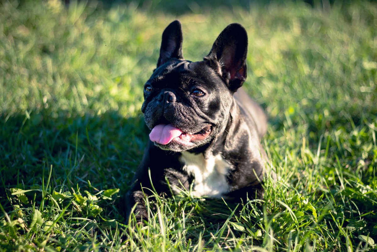 Порода собак похожая на французского бульдога